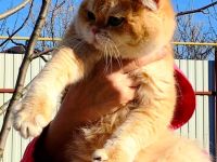 Deckkater BKH Golden Shell Ny12!