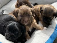 Bolonka Zwetna Welpen