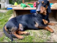 Kurzhaardackel dackel deckrüde zwergdackel