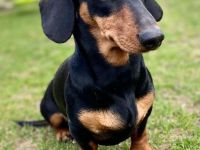 Kurzhaardackel dackel deckrüde zwergdackel