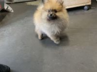Pomerian mini Spitz