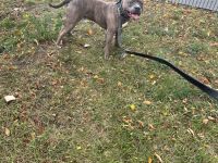 Rüde ACE 2 Jahre alt (unkastriert)