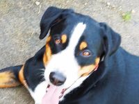 Appenzeller Sennenhund Rüde reinrassig Shadow sucht ein liebevolles neues Zuhause