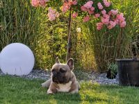 Französische Bulldogge