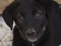 Louisa, geb. ca. 12/2023, lebt in GRIECHENLAND, auf einer privaten Pflegestelle