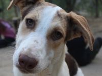 Benna, geb. ca. 01/2024, lebt in GRIECHENLAND, auf einer privaten Pflegestelle