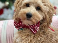 Wir haben hin und wieder zauberhafte Hybridhündchen