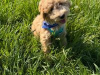 Zauberhafte Maltipoo