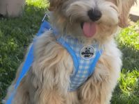Zauberhafte Maltipoo