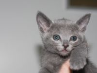 Russischen Blauen Kätzchen