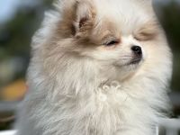 Zwergspitz Pomeranian Welpen