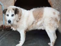 Erfahrenes, ländliches Zuhause gesucht für unseren Efran...