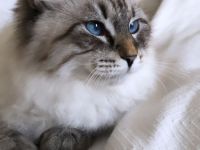 Deckkater Neva Masquarade