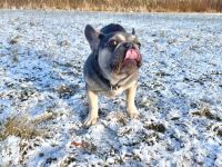 Französisch bulldog verkaufen