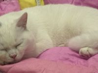 Simon sucht ein neues Zuhause