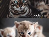 Bengalen Pride of Panthera