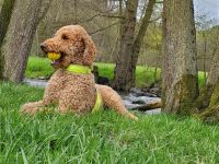 Wunderbarer Großpudel Rüde 5 Jahre