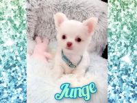 2 kleine Schneeflocken haben ihre Köfferchen gepackt