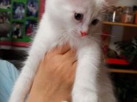 Einzigartiges Rassekätzchen