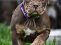 New Englisch Bulldogen