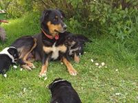 Mischlingswelpen zu verkaufen