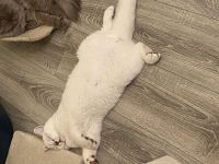 Deckkater bkh Blue point