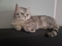 Reinrassiger  BKH Deckkater