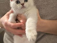 BKH/BLH süße Kitten suchen ein neues zu Hause