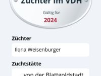 manchester-terrier-von-der-blattgoldstadt.de