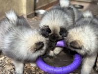 Wolfsspitz Welpen abzugeben