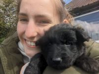 Altdeutsche Schäferhund Welpen