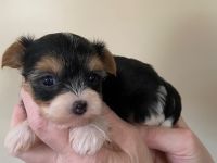 yorkshire terrier welpen