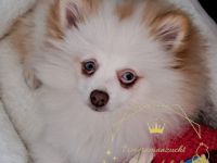 Zwinger vom Wällerland