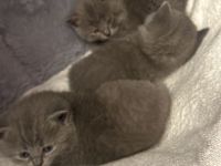 3 süße Katzen