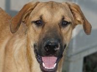 Hermann, geb. ca. 12/2023, lebt in Griechenland, auf einer privaten Pflegestelle