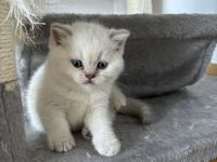 Britischkurzhaar Baby‘s