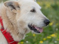 Obelix - ein tapferer Bursche