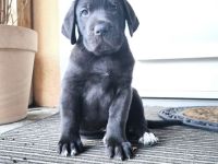 Cane Corso(Presa Canario) /Dt. Dogge Mix Welpen