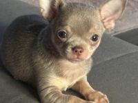 Chihuahua Mini  Rüde