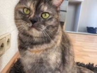 Liebevolle Hauskatze sucht Zuhause