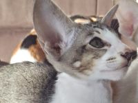 Superliebe und zutrauliche Orientalisch Kurzhaar Kätzin.