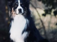 Australian Shepherd, erfahrener Deckrüde Black tri