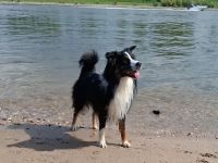 Australian Shepherd, erfahrener Deckrüde Black tri