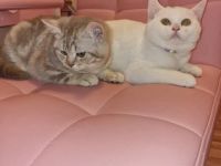 BKH Britisch kurzhaar Kitten