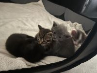 Katzenbabys / Kitten