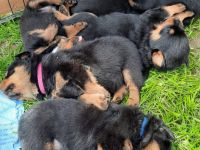 Rottweiler Welpen