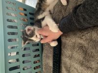 Süßes Kitten/Babykatze