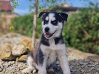 Süße Huskywelpen suchen ein Fürimmer-Körbchen