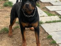 Rottweiler Deckrüde