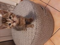 Kater sucht ein neues liebevolles Zuhause